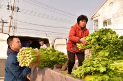 購(gòu)買(mǎi)“愛(ài)心芹菜”  助農(nóng)惠農(nóng)